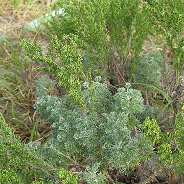 Artemisia capillaris unspecified picture