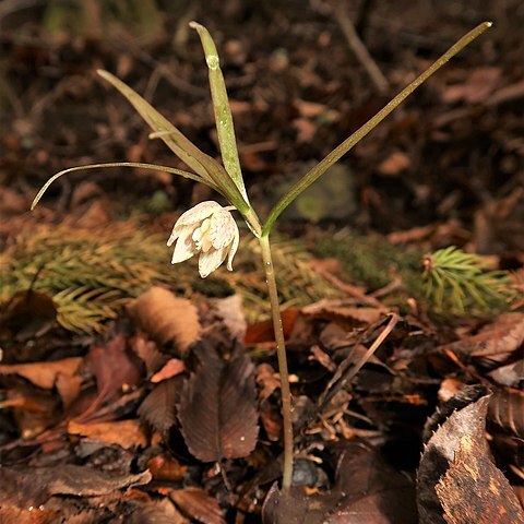 Fritillaria kaiensis unspecified picture