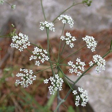 Scaligeria napiformis unspecified picture