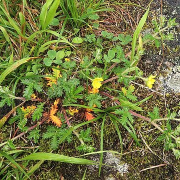 Potentilla niponica unspecified picture