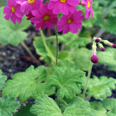 Primula heucherifolia unspecified picture