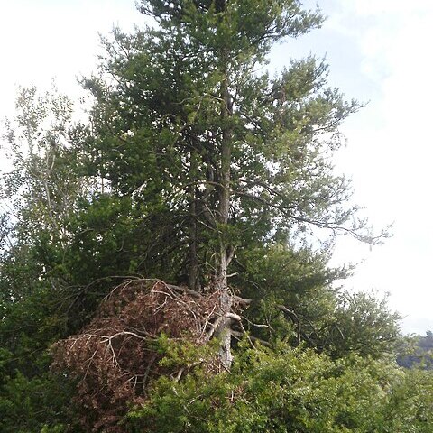 Podocarpus laetus unspecified picture