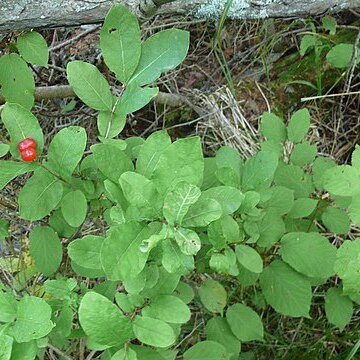 Lonicera chamissoi unspecified picture