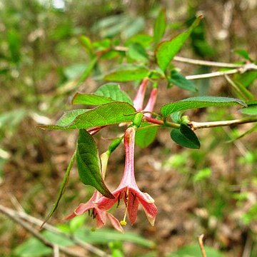 Lonicera gracilipes unspecified picture