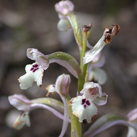 Anacamptis israelitica unspecified picture