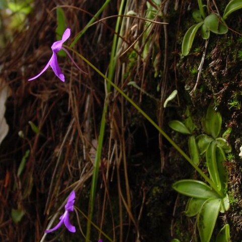 Pinguicula orchidioides unspecified picture