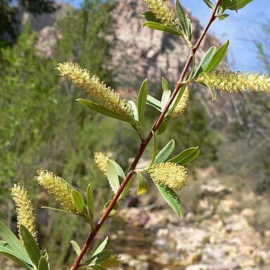 Salix gooddingii unspecified picture