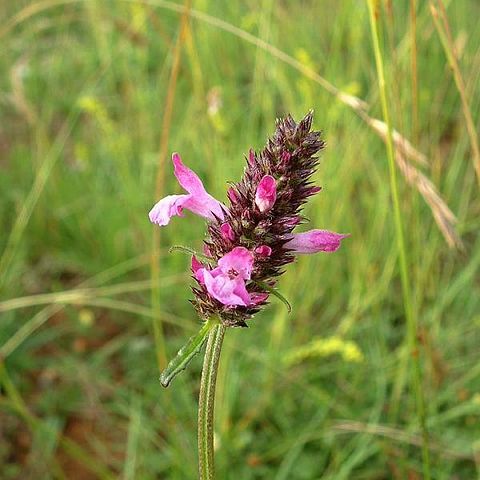 Stachys officinalis unspecified picture