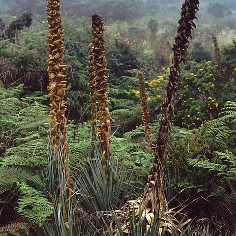 Puya dasylirioides unspecified picture