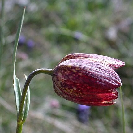 Fritillaria orientalis unspecified picture