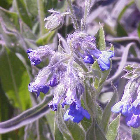 Mertensia unspecified picture