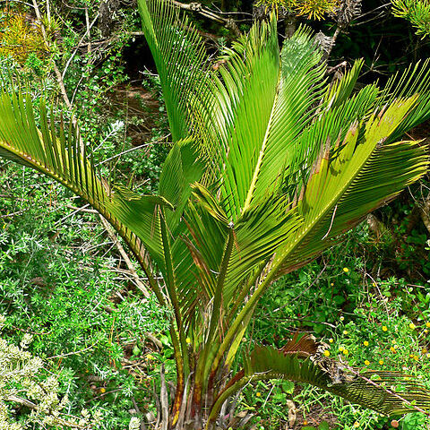 Macrozamia riedlei unspecified picture