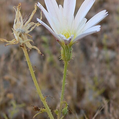 Calycoseris unspecified picture