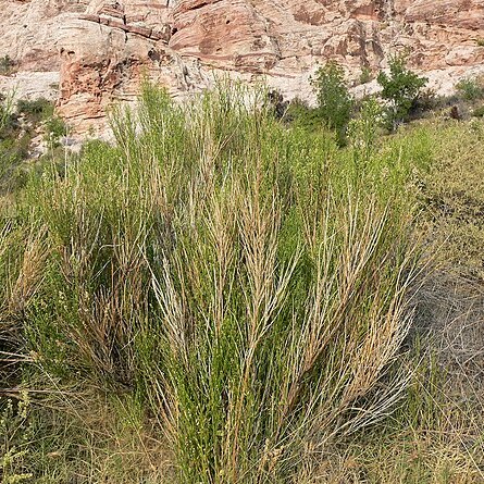 Baccharis sergiloides unspecified picture