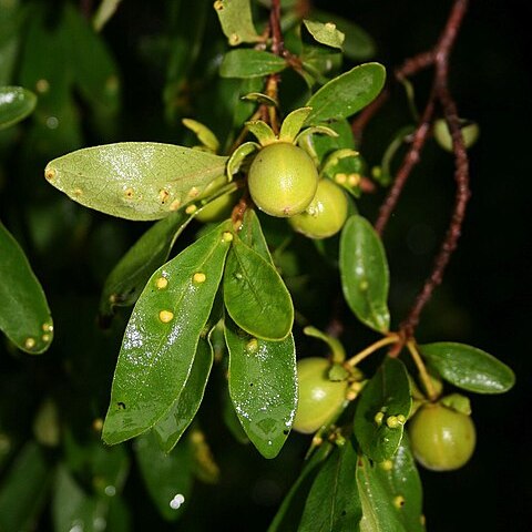 Diospyros lycioides unspecified picture