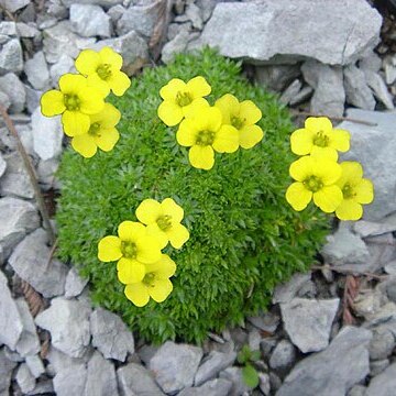 Draba rigida unspecified picture