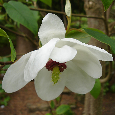 Magnolia wilsonii unspecified picture