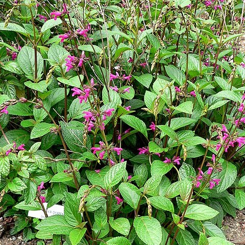 Salvia chiapensis unspecified picture