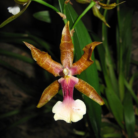 Miltonia clowesii unspecified picture