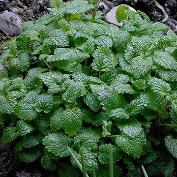 Lamiaceae unspecified picture