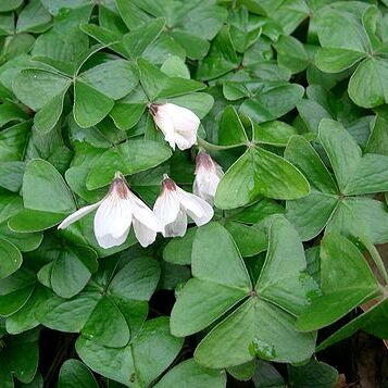 Oxalis unspecified picture