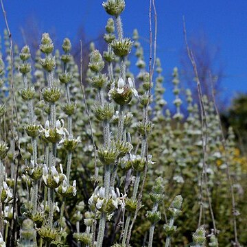 Sideritis pusilla unspecified picture