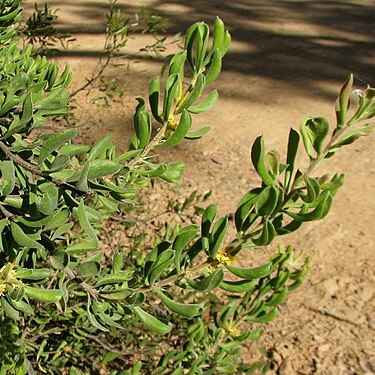 Persoonia rigida unspecified picture