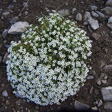 Arenaria unspecified picture