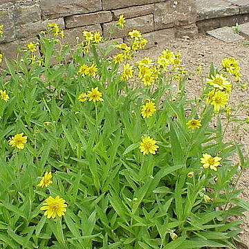 Arnica longifolia unspecified picture