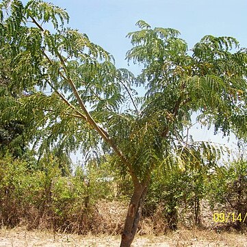 Albizia schimperiana unspecified picture