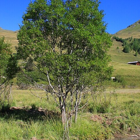 Salix mielichhoferi unspecified picture