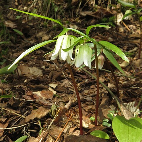 Fritillaria koidzumiana unspecified picture