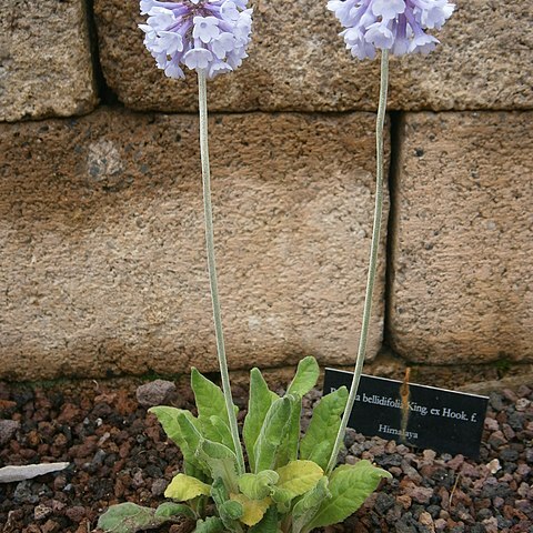 Primula bellidifolia unspecified picture