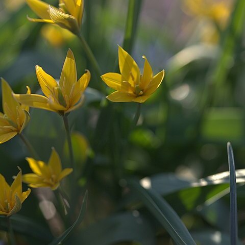 Tulipa hissarica unspecified picture