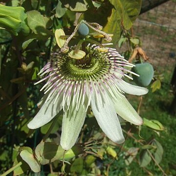 Passiflora gibertii unspecified picture