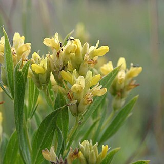 Pearsonia cajanifolia unspecified picture