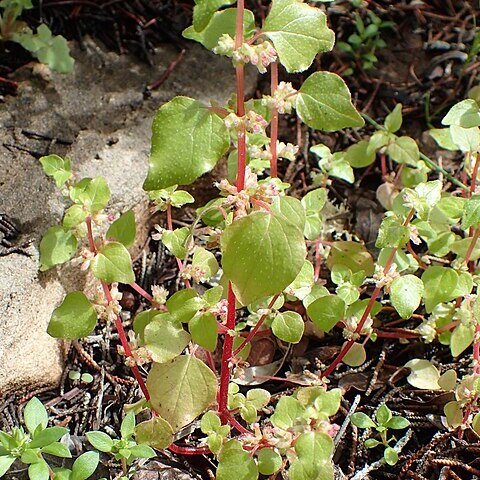 Parietaria mauritanica unspecified picture