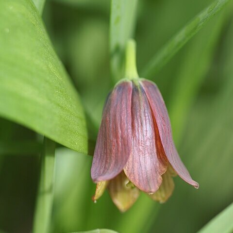 Fritillaria minuta unspecified picture