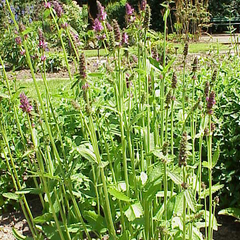 Stachys affinis unspecified picture