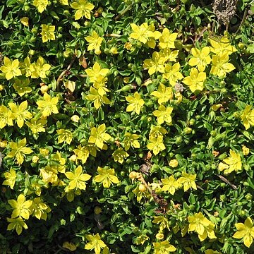 Lysimachia japonica unspecified picture