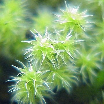 Hedwigia ciliata unspecified picture