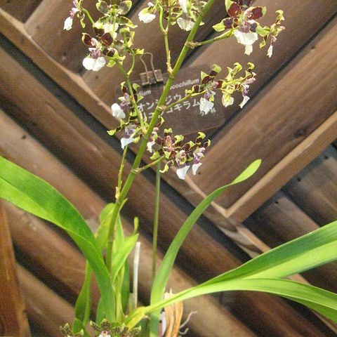 Oncidium leucochilum unspecified picture