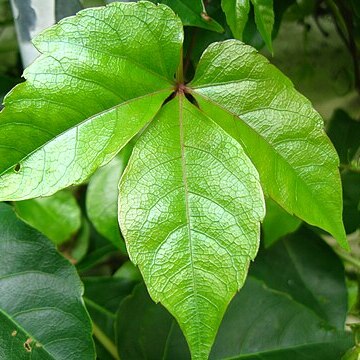 Parthenocissus dalzielii unspecified picture