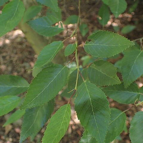 Carpinus kawakamii unspecified picture