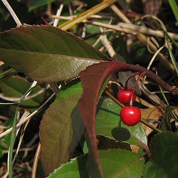 Ardisia japonica unspecified picture