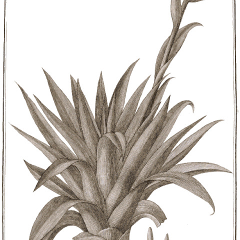 Tillandsia biflora unspecified picture