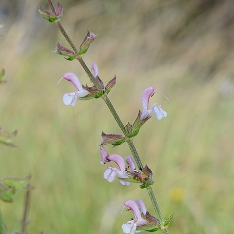 Salvia eigii unspecified picture