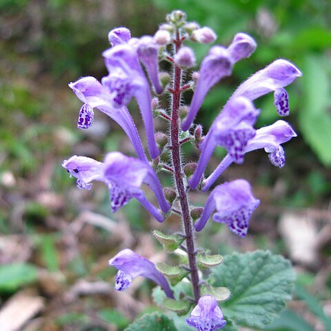 Scutellaria indica unspecified picture