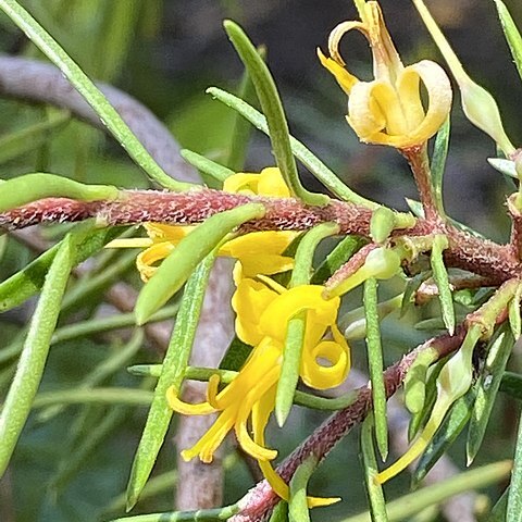 Persoonia hindii unspecified picture