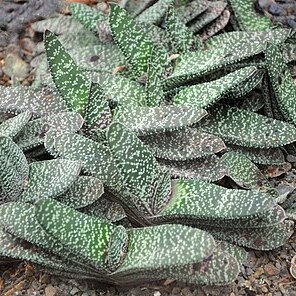 Gasteria disticha var. disticha unspecified picture